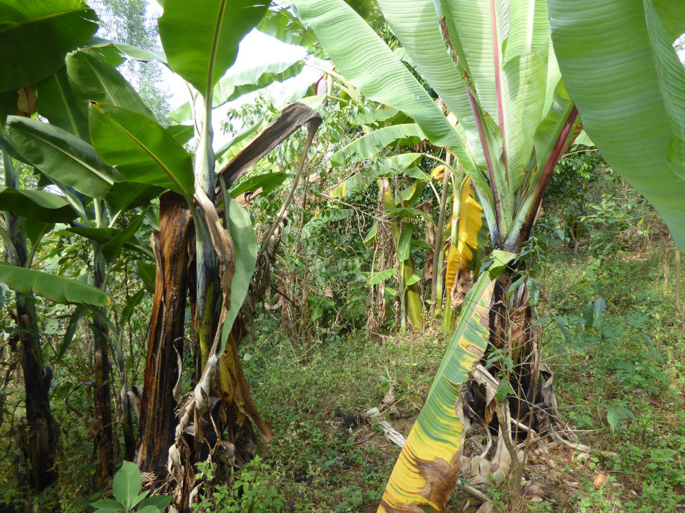 Mealybug infested enset plants and banana plants-Alliance Bioversity International-CIAT