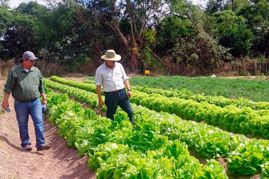 Mesas Técnicas Agroclimáticas, apuesta clave para los productores de Honduras