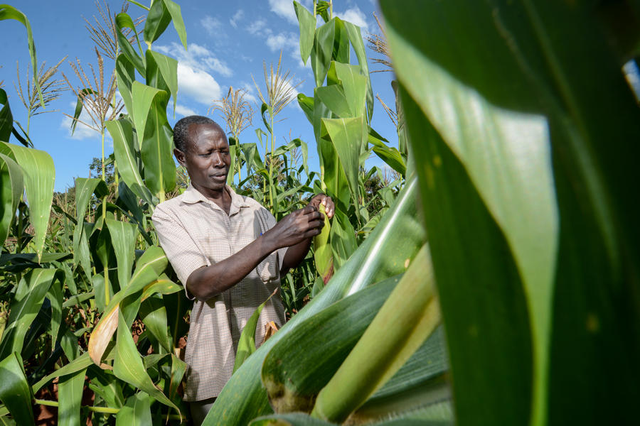 New study shows micro-nutrients can boost African crop yields by 25 percent