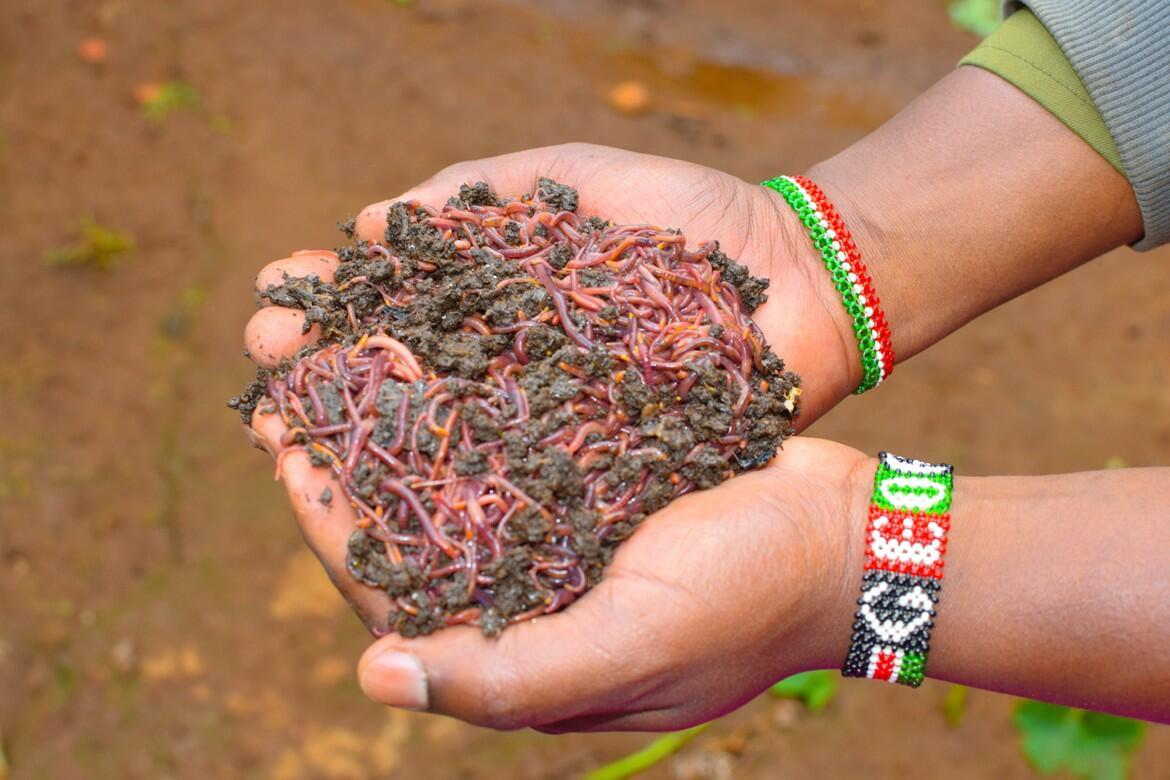 Micro, Small and Medium Enterprises (MSMEs) as an Entry Point for Improving Diets of Consumers in the Informal Neighborhoods of Africa - Image 2
