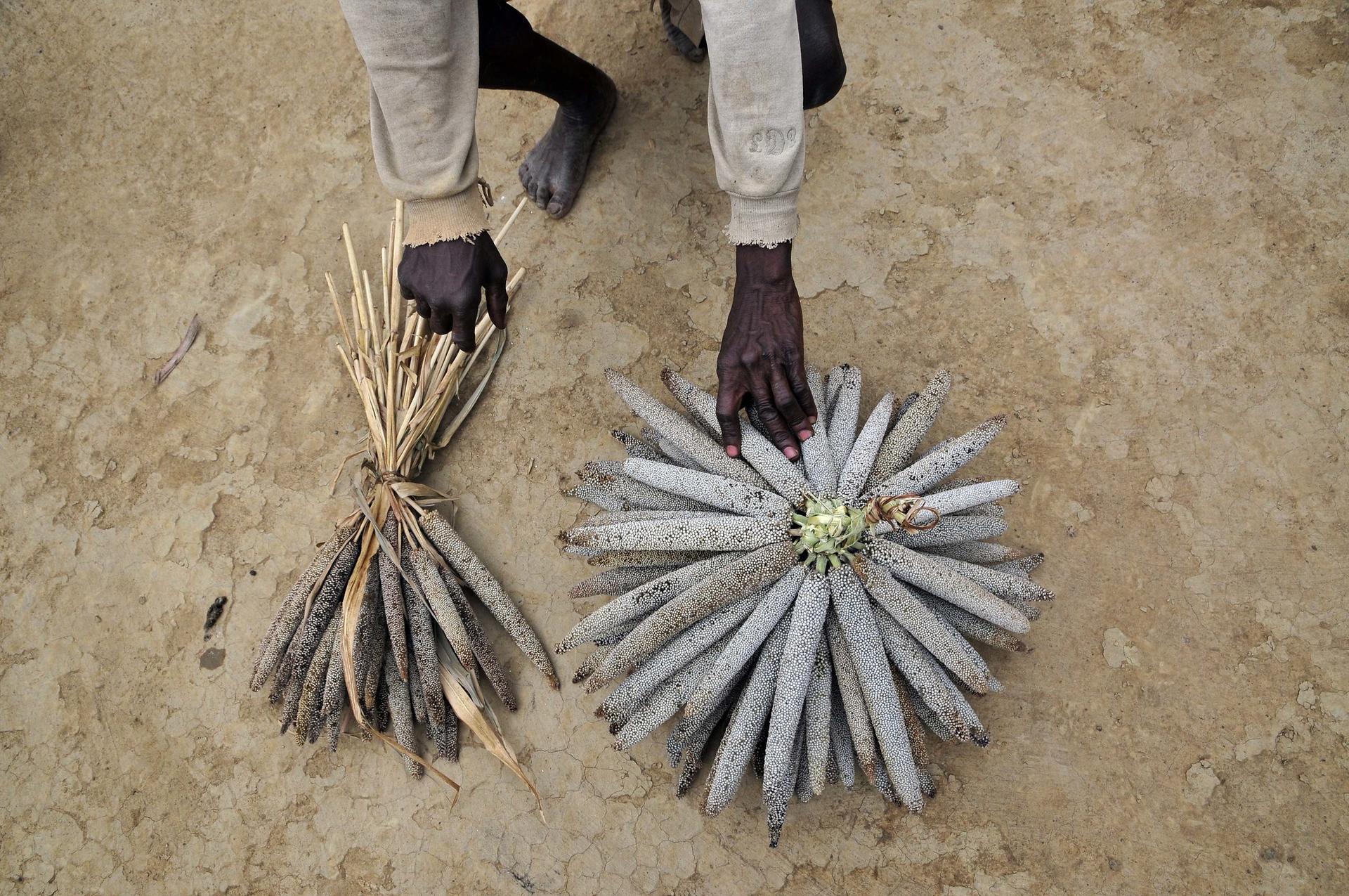 Millet - From Ancient Grain to Staple Crop for Future Food Systems - Image 2