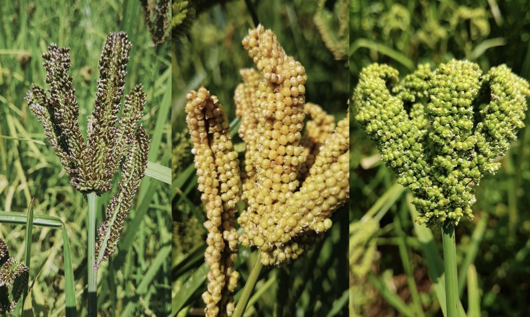 Mother of Grains: what millet teaches us about biodiversity - Alliance Bioversity International - CIAT