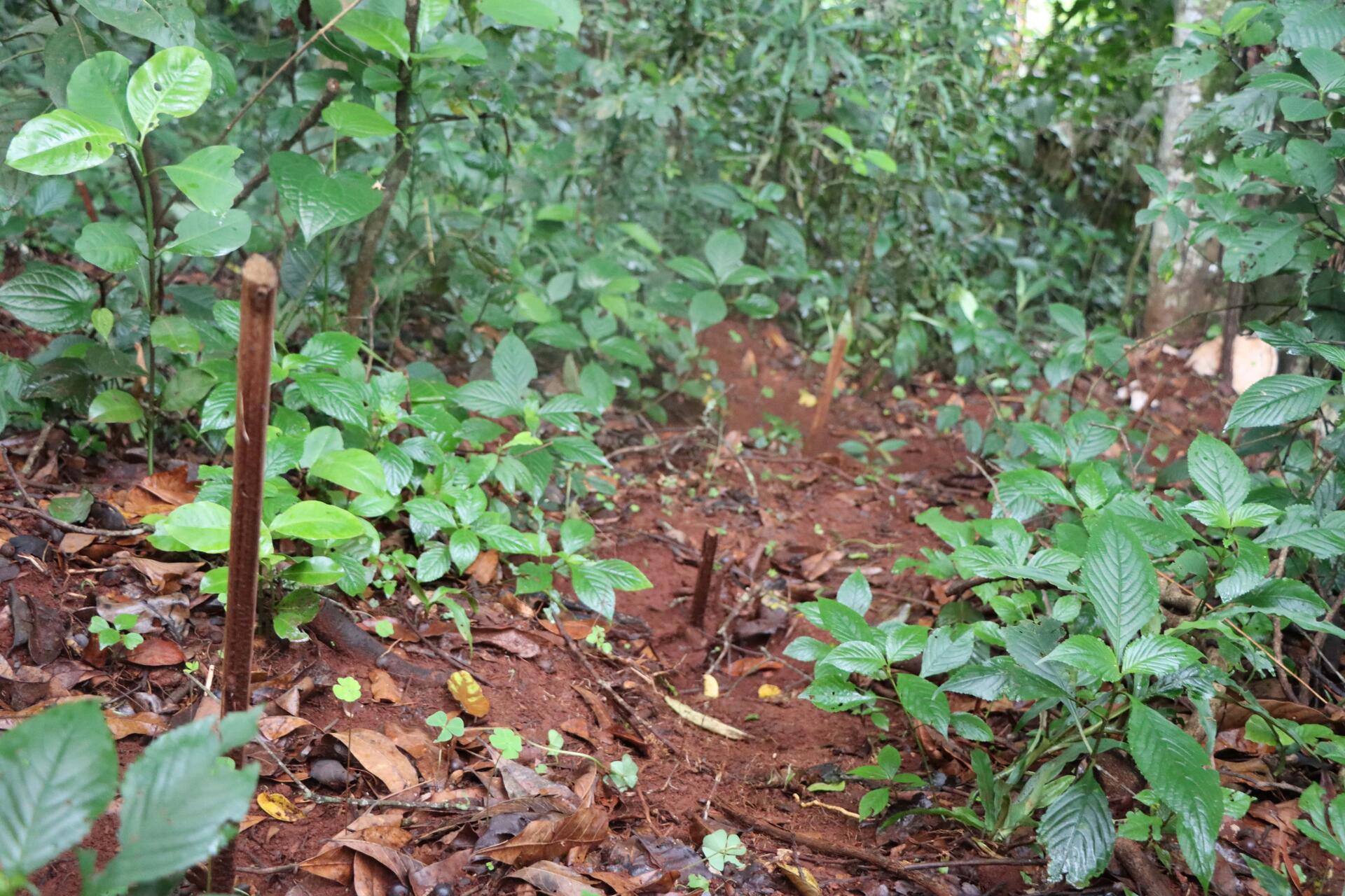 MyFarmTrees in Cameroon - When science, tradition, and forest become one - Image 2