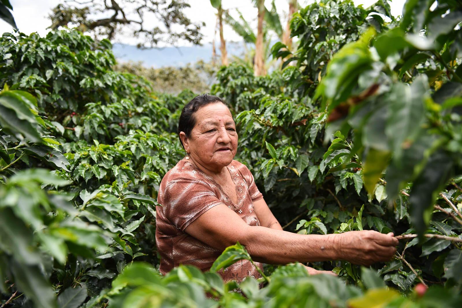 New mapping system ends farm mislabeling, protecting coffee and cacao trade - Image 4