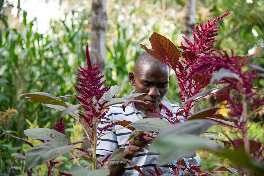 New THRIVE project launches to advance plant diversification and inclusive value chains across East Africa - Image 2