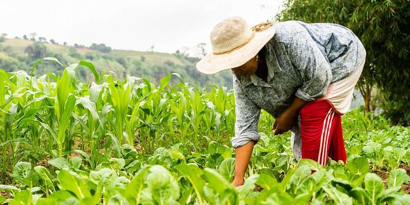 New THRIVE project launches to advance plant diversification and inclusive value chains across East Africa - Image 4