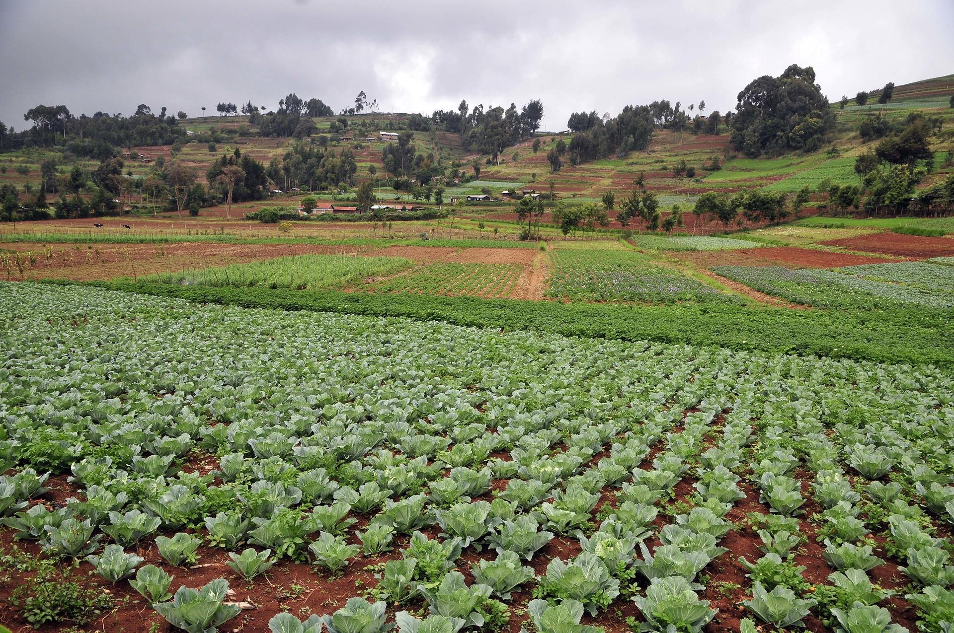 Now under protection Traditional vegetables recognized by UNESCO in Kenya - Image 1