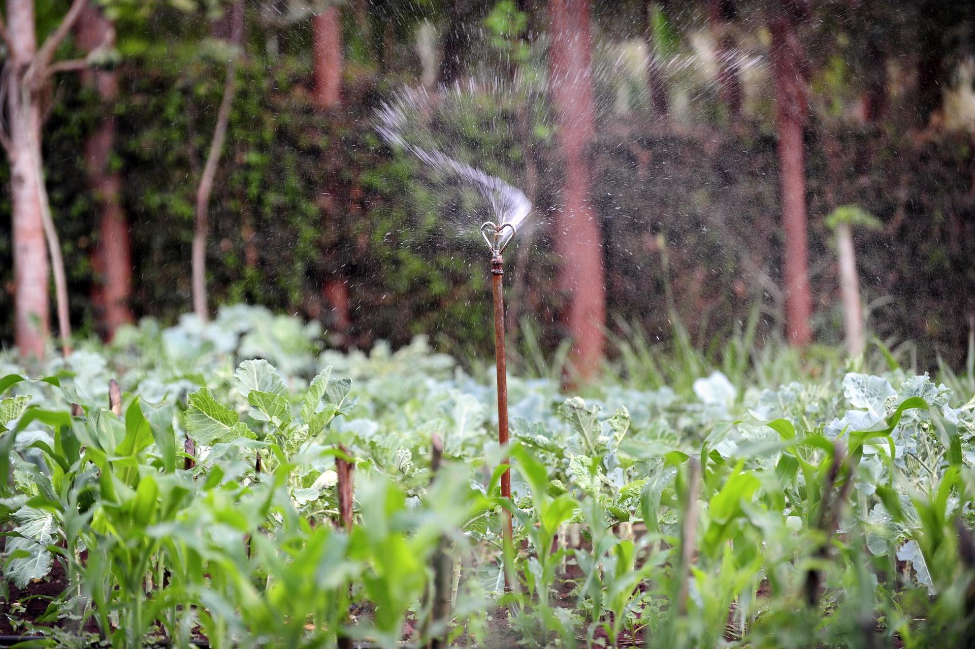 Now under protection Traditional vegetables recognized by UNESCO in Kenya - Image 2