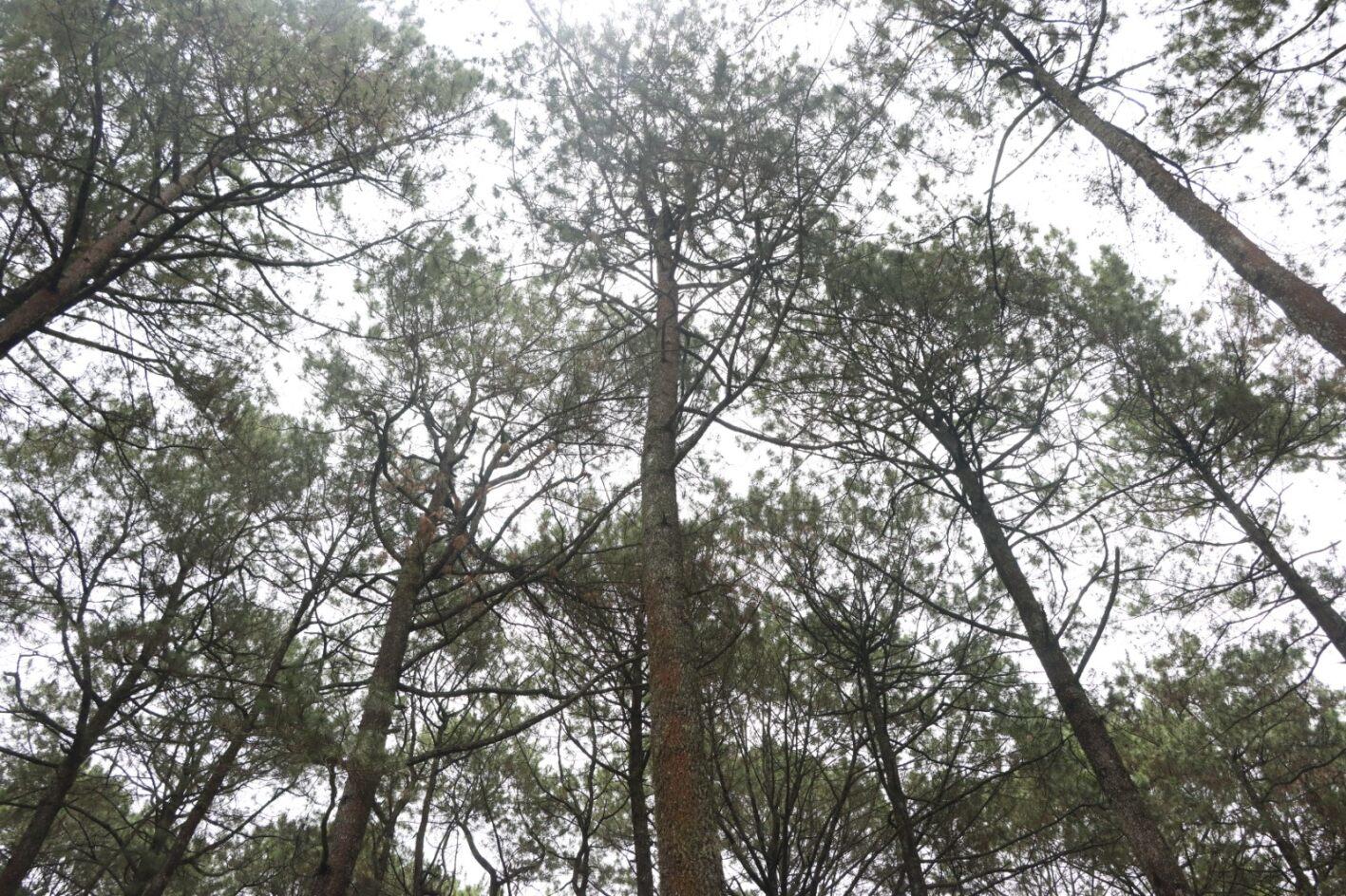Nursing Asia’s forests is a community effort - Field 3 - Alliance Bioversity International - CIAT