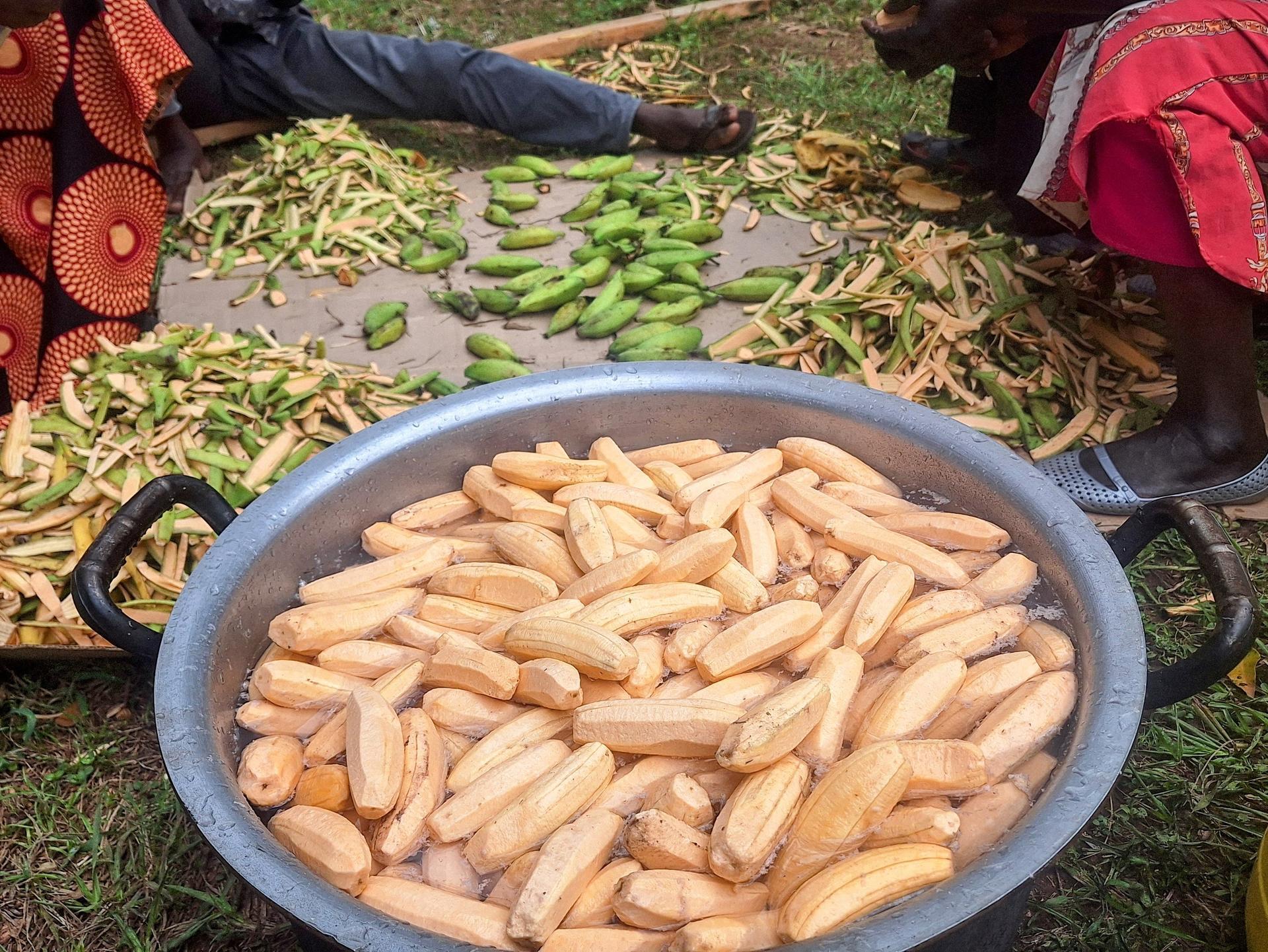 Peeling back the layers - A groundbreaking study on how nutritious bananas could help fight vitamin A deficiency in Uganda - Image 2