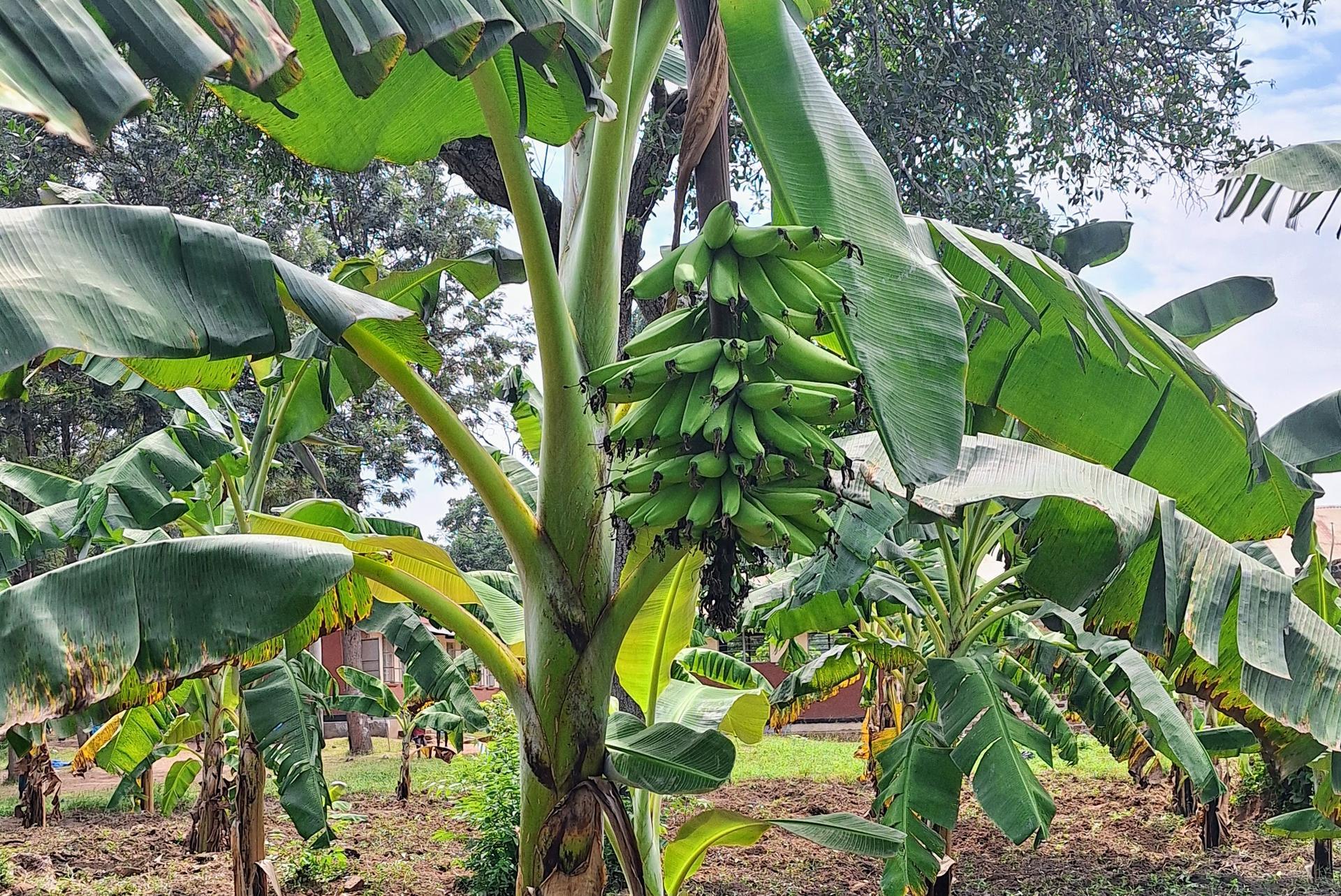 Peeling back the layers - A groundbreaking study on how nutritious bananas could help fight vitamin A deficiency in Uganda - Image 3