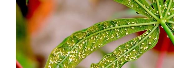 Cassava Whitefly Resistance