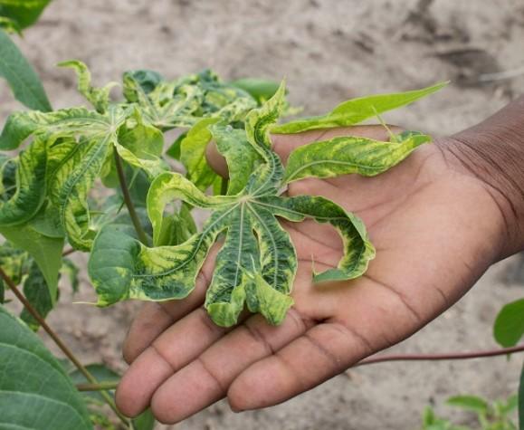 Cassava Mosaic Disease