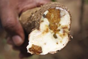 Cassava Brown Streak Disease