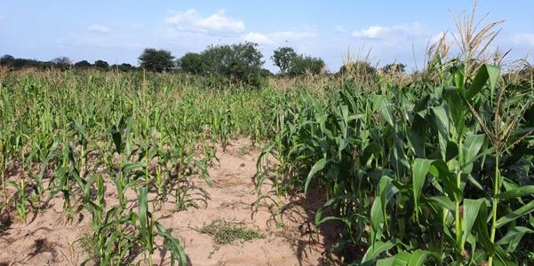 Photo 2:   Lean maize grown on sandy soil without SWRT membrane (left) compared to lush maize grown on sandy soil with SWRT membrane (right) during the October-January 2021). SWRT membranes are buried in the soil at alternating (60 and 40 cm) depths with gaps that allow excess water to drain and roots to circumvent the membrane. The membranes can stay in the soil for many (>50) years and do not require maintenance.