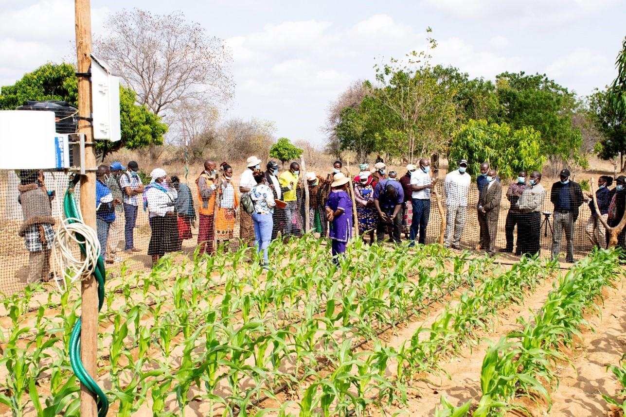Photo 3. Stakeholders admire irrigated maize grown during the dry season in Ulilinzi, Makueni 