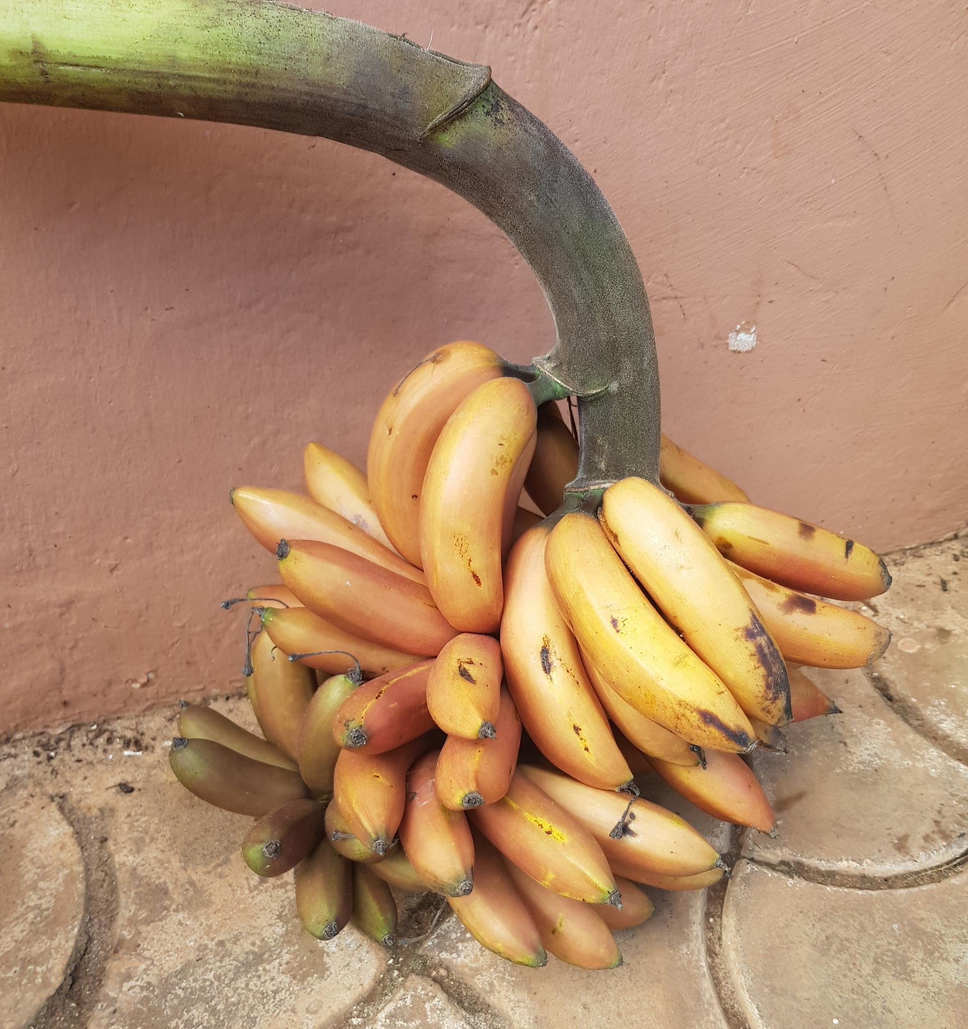 Planting Hope, Harvesting Health Combating Vitamin A Deficiency in East Africa with Nutrient-Rich Bananas - Alliance Bioversity International - CIAT - Image three