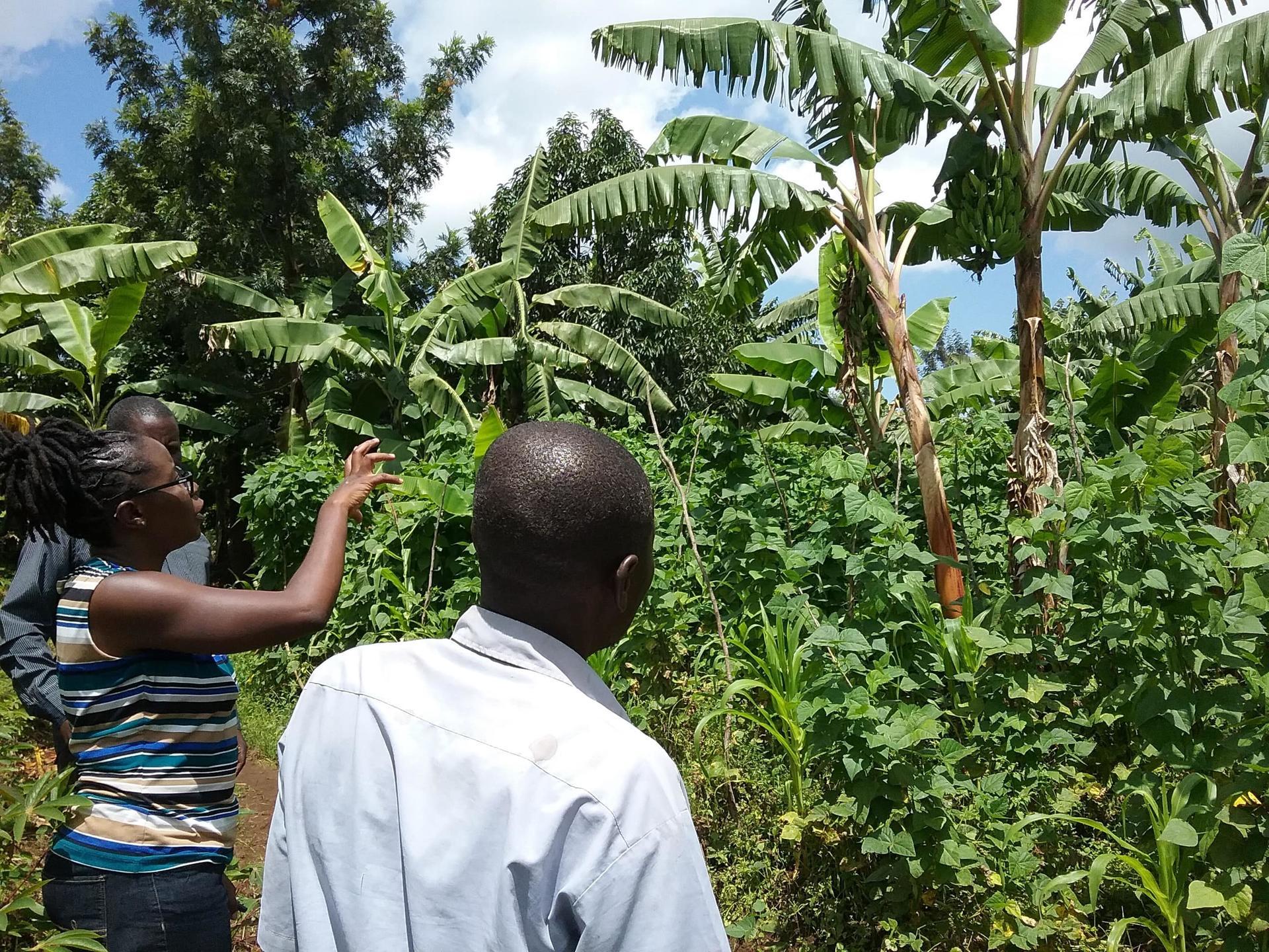 Planting Hope, Harvesting Health Combating Vitamin A Deficiency in East Africa with Nutrient-Rich Bananas - Alliance Bioversity International - CIAT