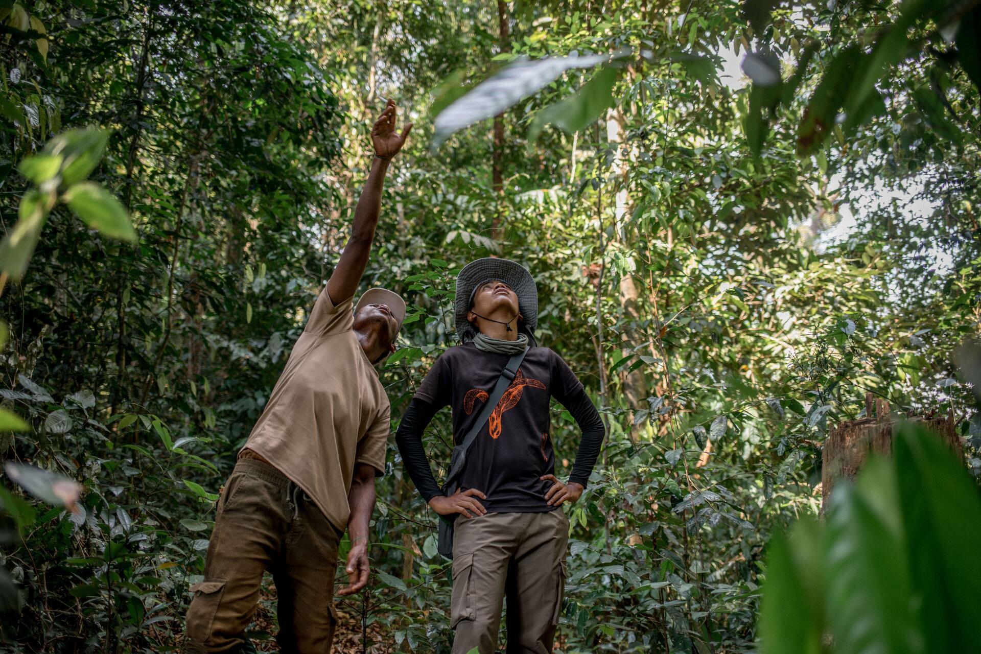 Planting the right seed in the right soil in Asia's forests - Image 1