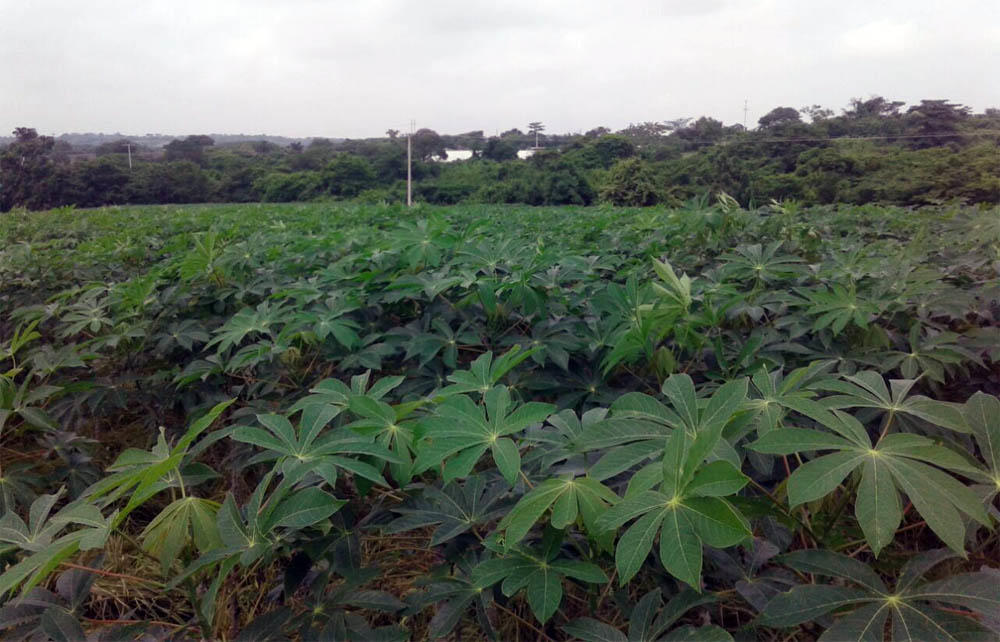 Nuevas variedades élites de yuca surcarán los campos del Caribe colombiano