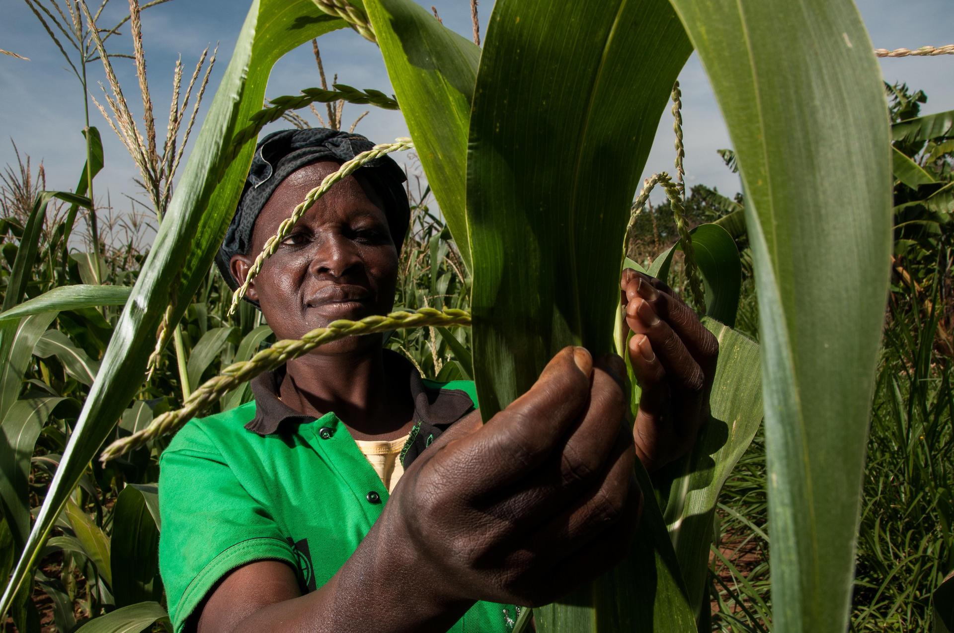 Projects and Flagship Initiatives in Benin - Alliance Bioversity International - CIAT - Image 2