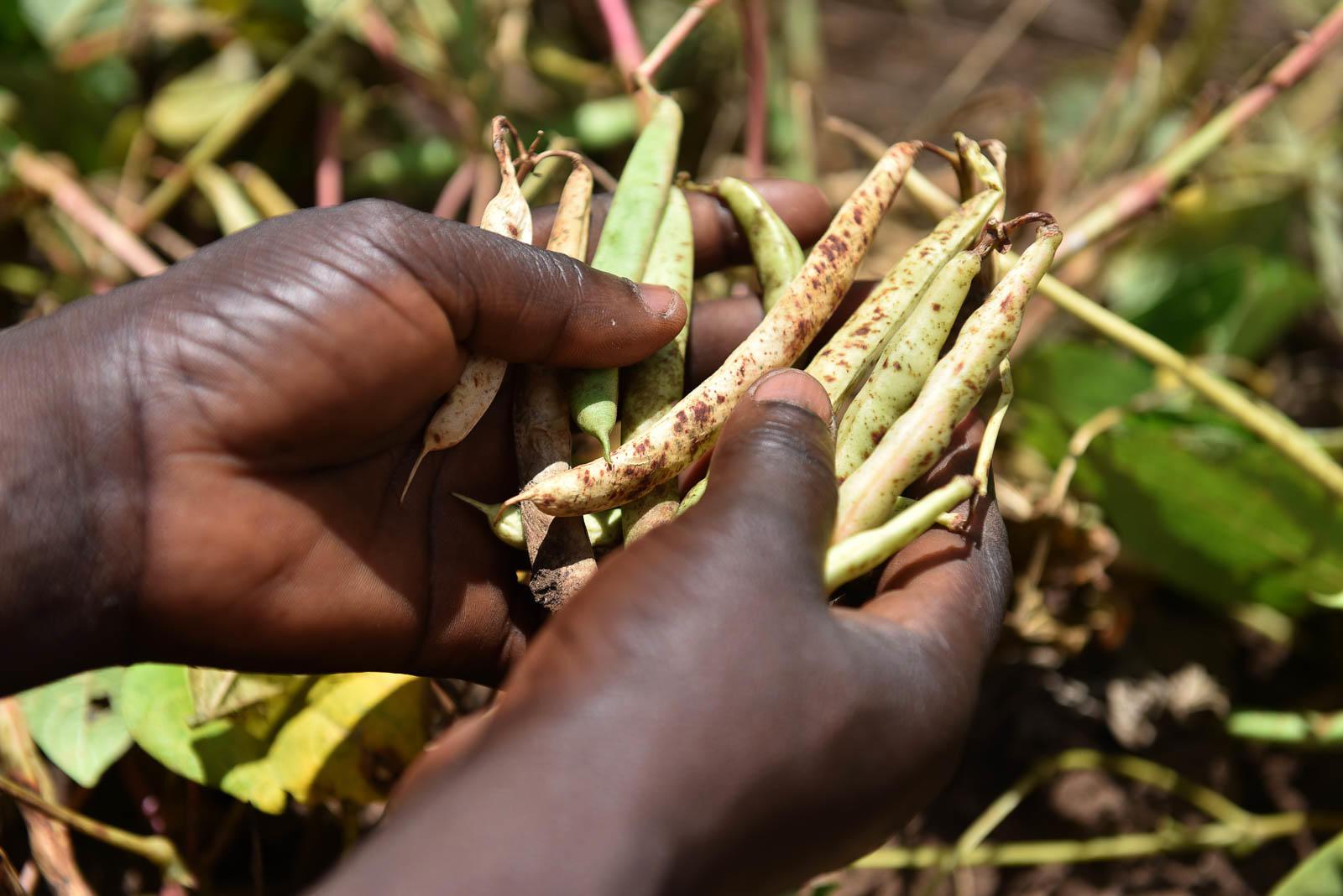 Projects and Flagship Initiatives in Benin - Alliance Bioversity International - CIAT - Image 3