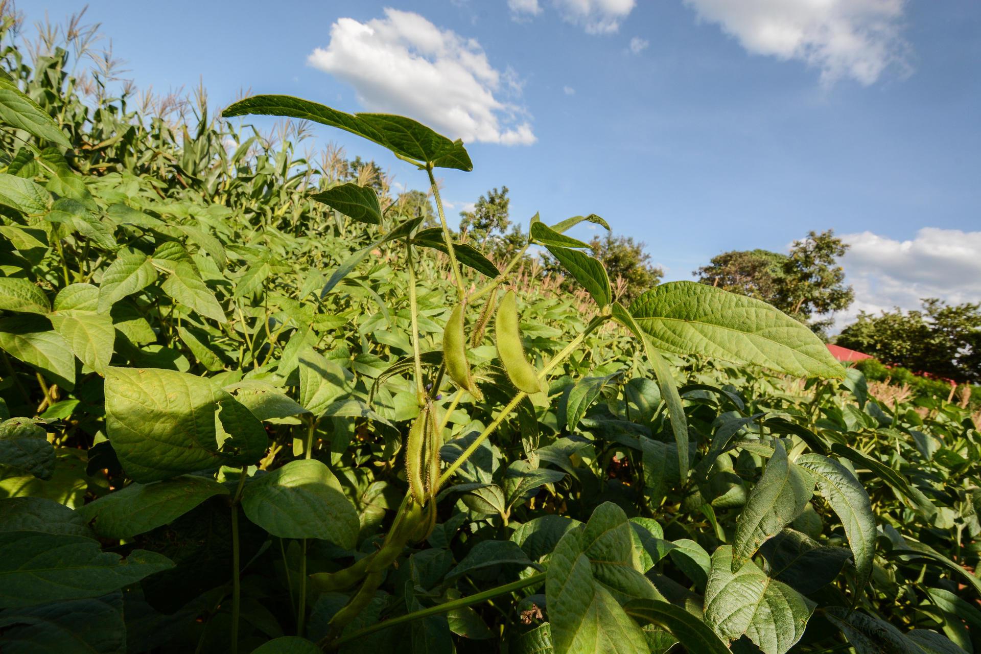 Projects and Flagship Initiatives in Benin - Alliance Bioversity International - CIAT