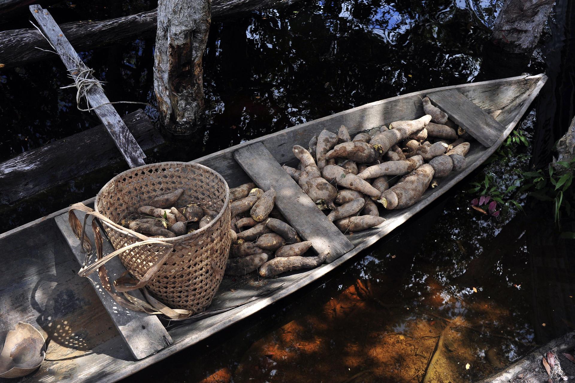 Projects and Flagship Initiatives in Brazil - CAL-PSE - Alliance Bioversity International - CIAT