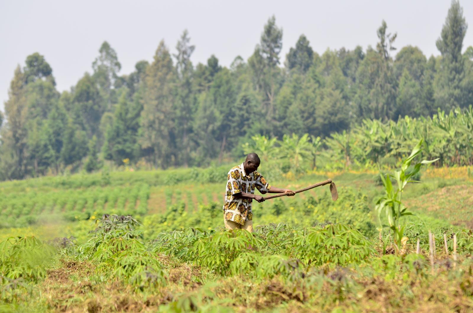 Projects and Flagship Initiatives in Democratic Republic of Congo - Alliance Bioversity International - CIAT - Image 3