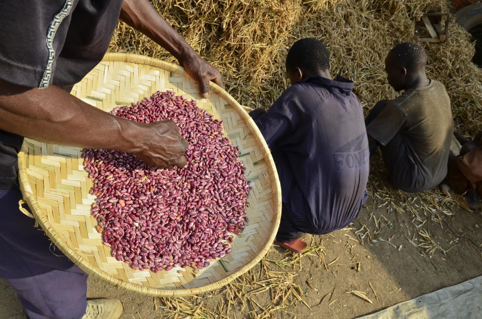 Projects and Flagship Initiatives in Democratic Republic of Congo - Alliance Bioversity International - CIAT - Image 4