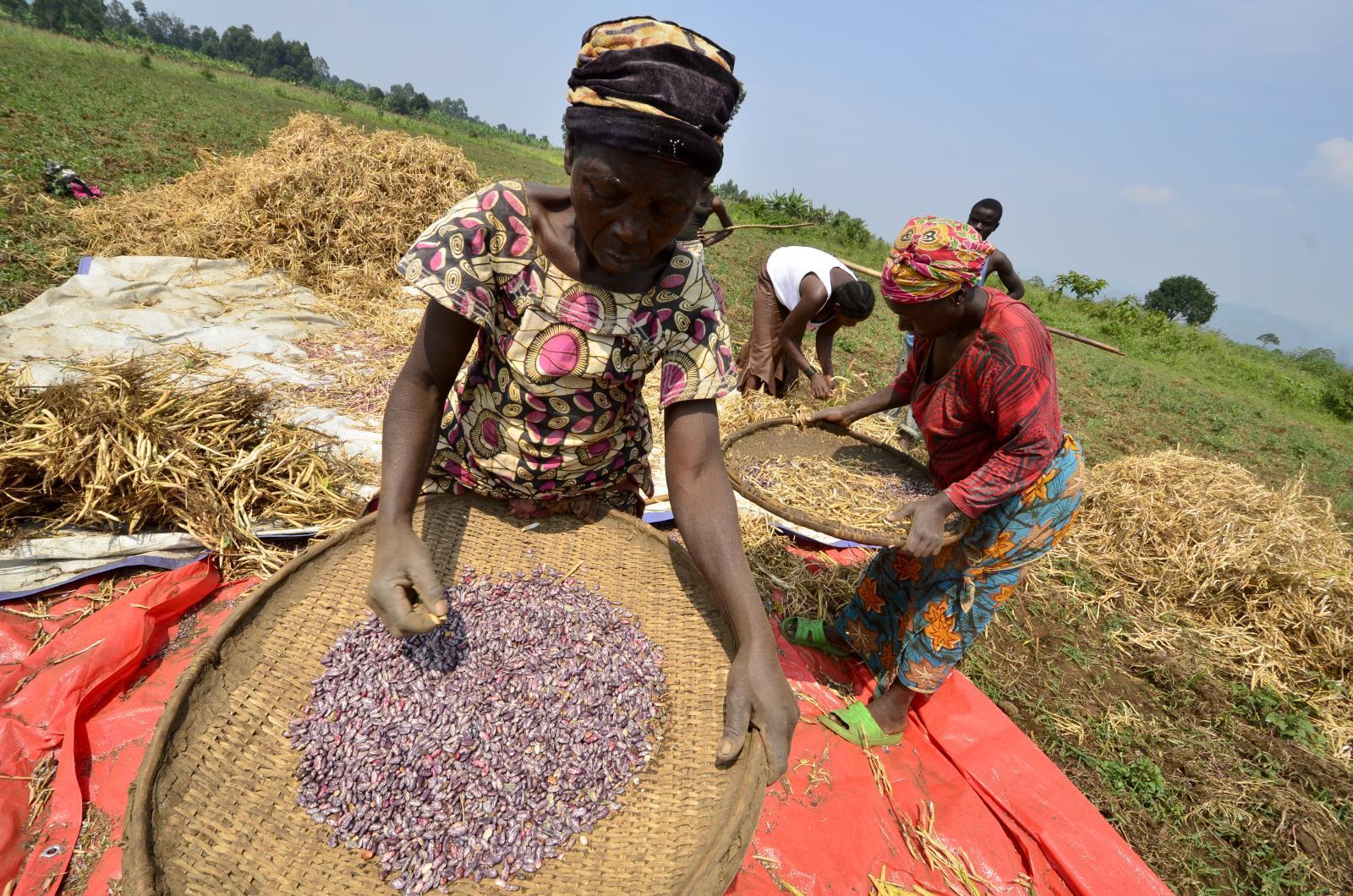 Projects and Flagship Initiatives in Democratic Republic of Congo - Alliance Bioversity International - CIAT - Image 5