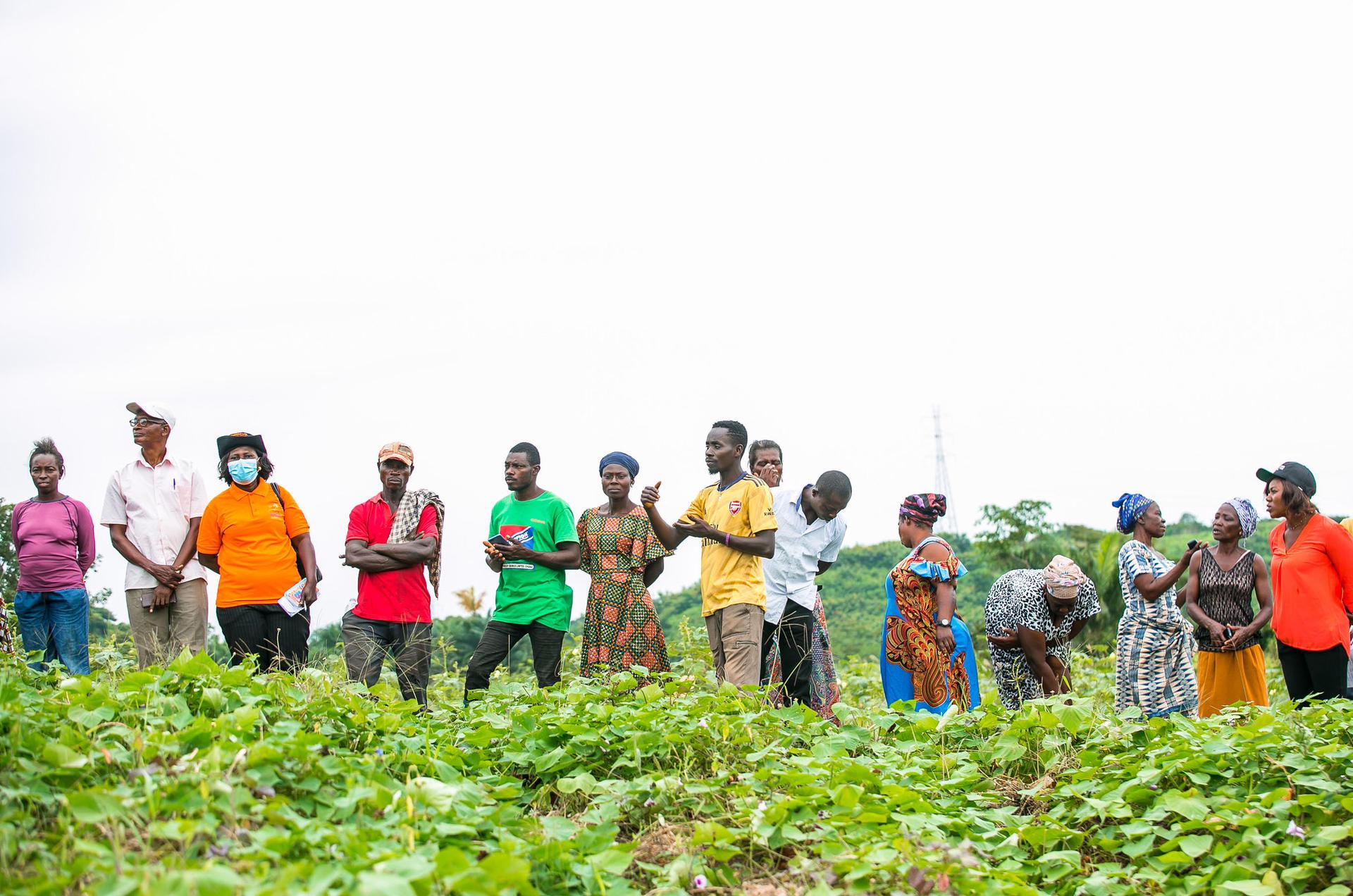 Projects and Flagship Initiatives in Ghana - Alliance Bioversity International - CIAT - Image 9
