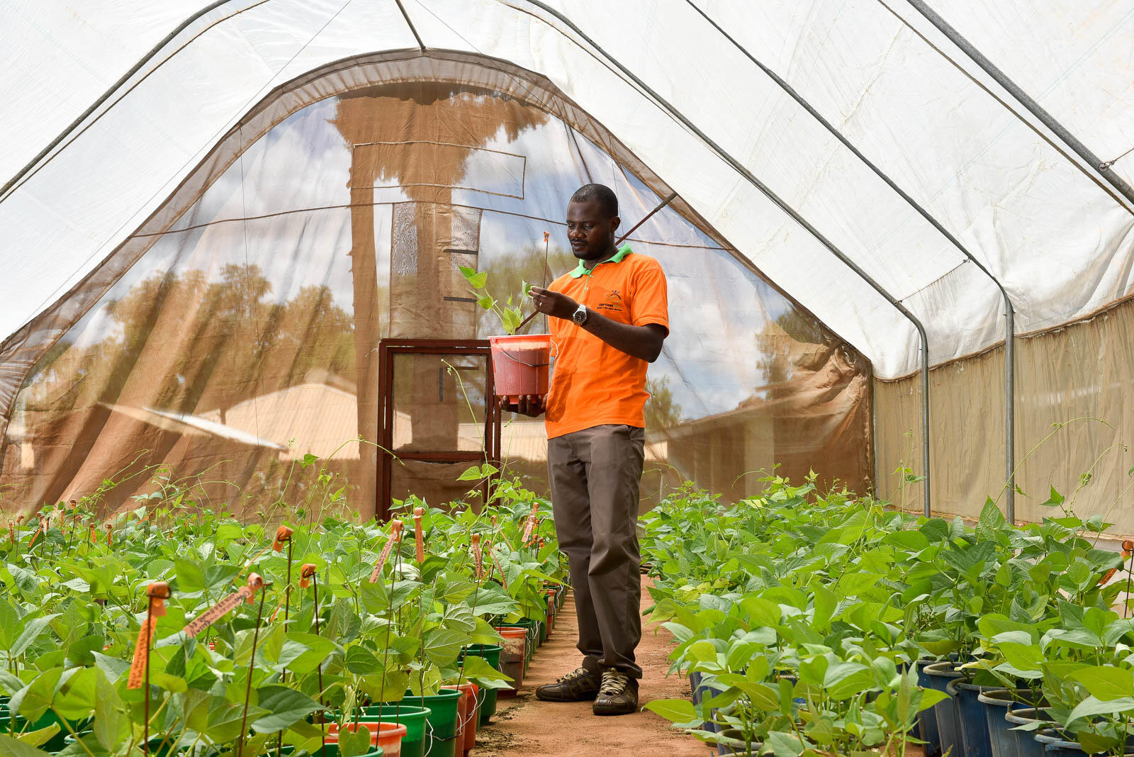 Projects and Flagship Initiatives in Malawi - Alliance Bioversity International and CIAT - Image 1