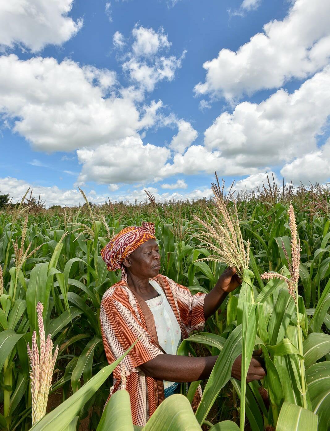 Projects and Flagship Initiatives in Malawi - Alliance Bioversity International and CIAT - Image 2