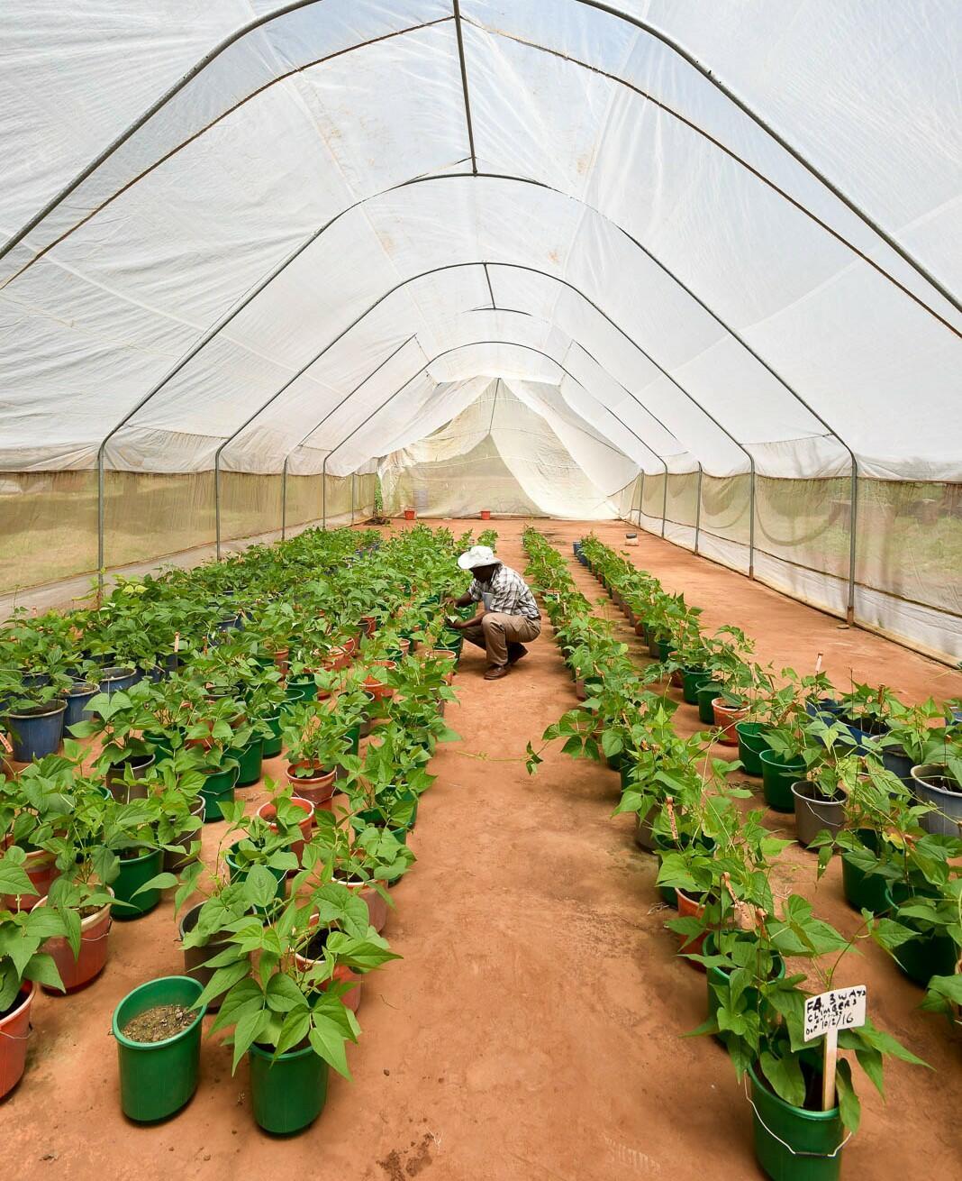 Projects and Flagship Initiatives in Malawi - Alliance Bioversity International and CIAT - Image 4