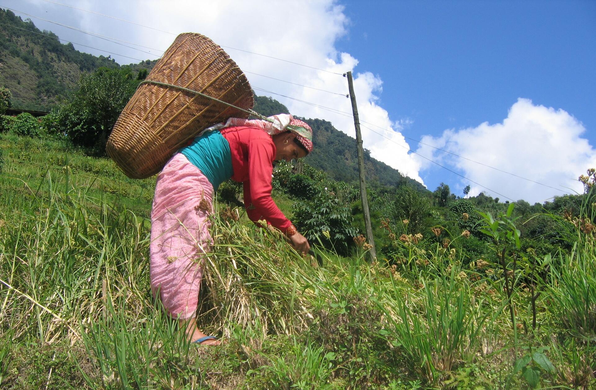 Projects and flagship initiatives in Nepal - Image 13