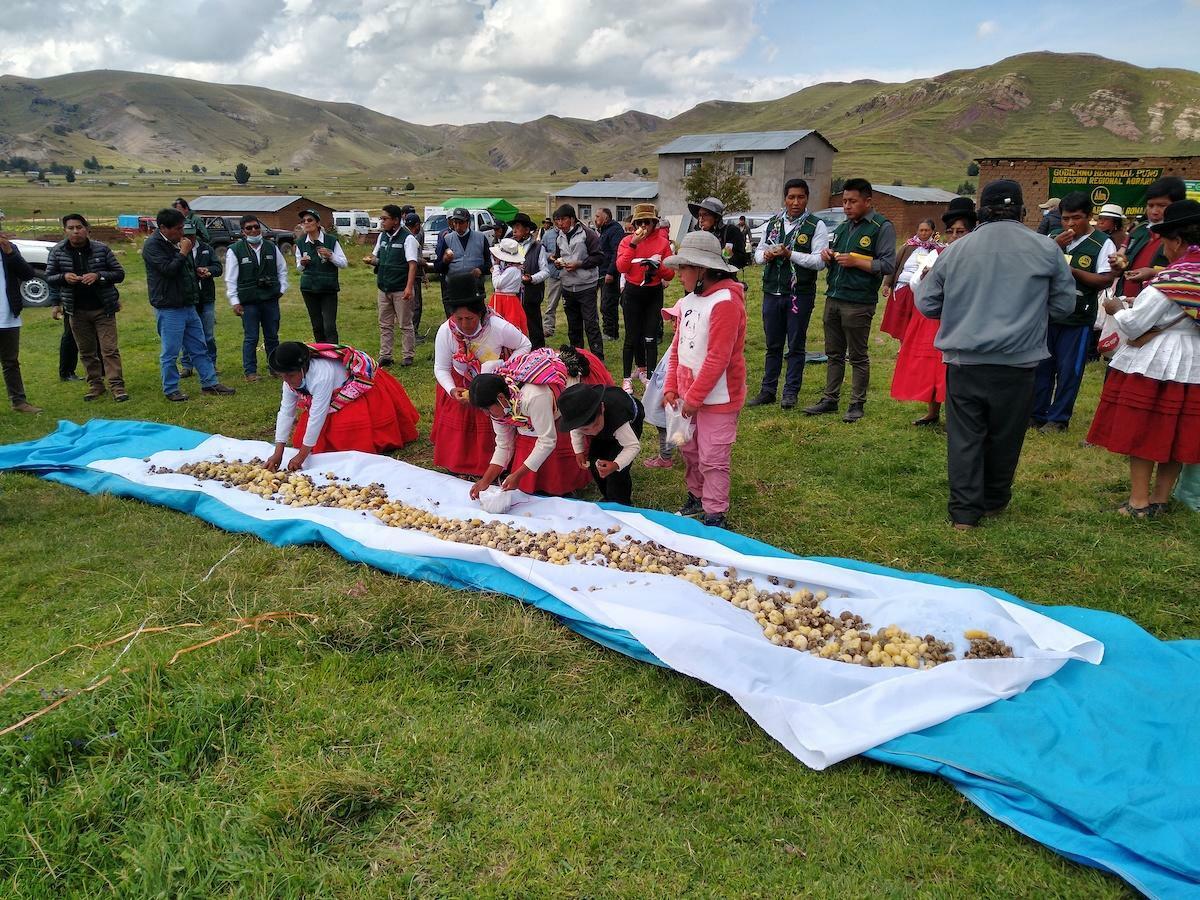 Projects and Flagship Initiatives in Peru - Alliance Bioversity International - CIAT - Image 1