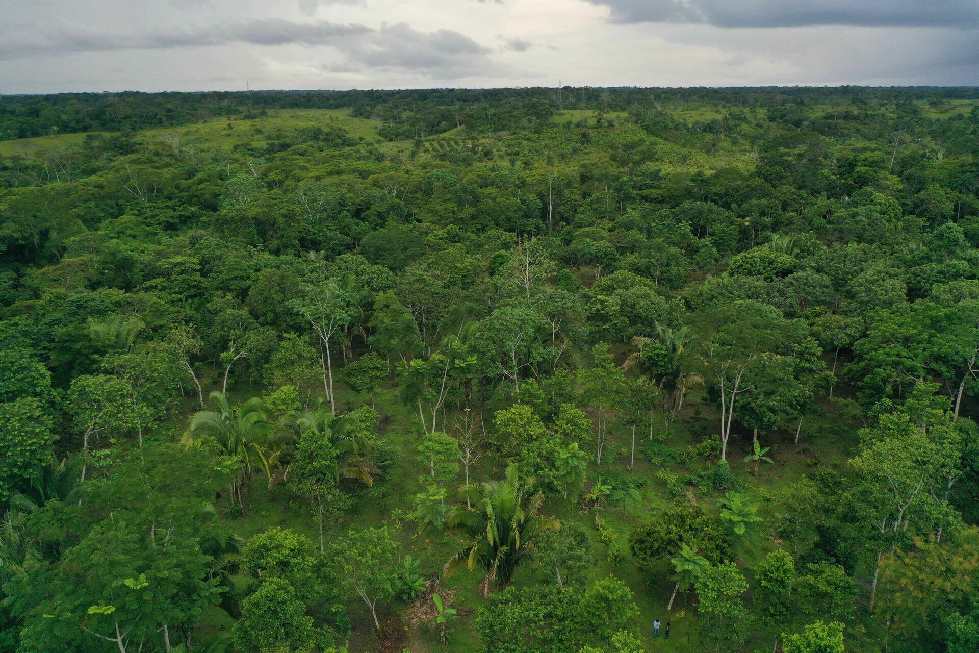 Projects and Flagship Initiatives in Peru - Alliance Bioversity International - CIAT - Image 3