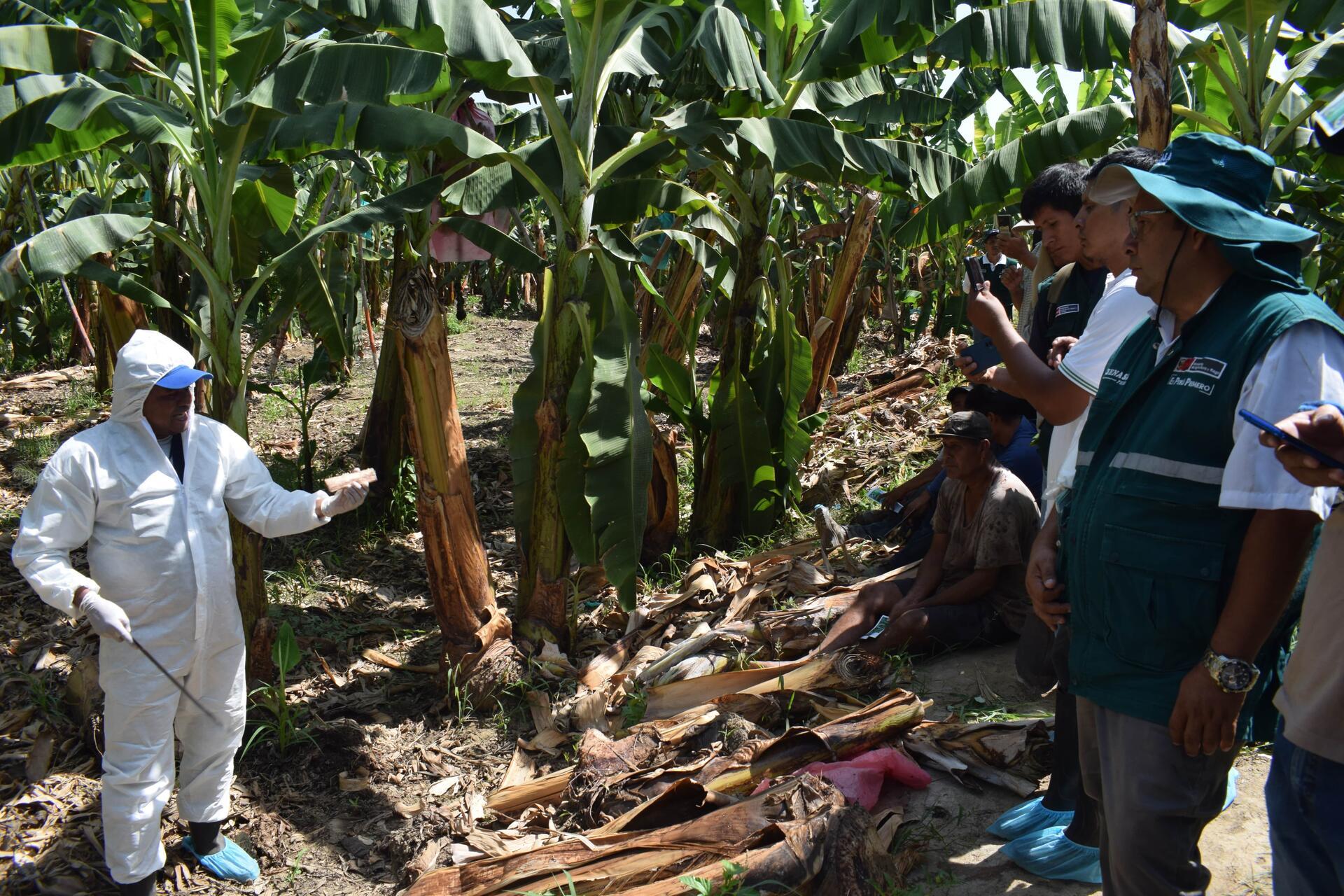 Projects and Flagship Initiatives in Peru - Alliance Bioversity International - CIAT - Image 6