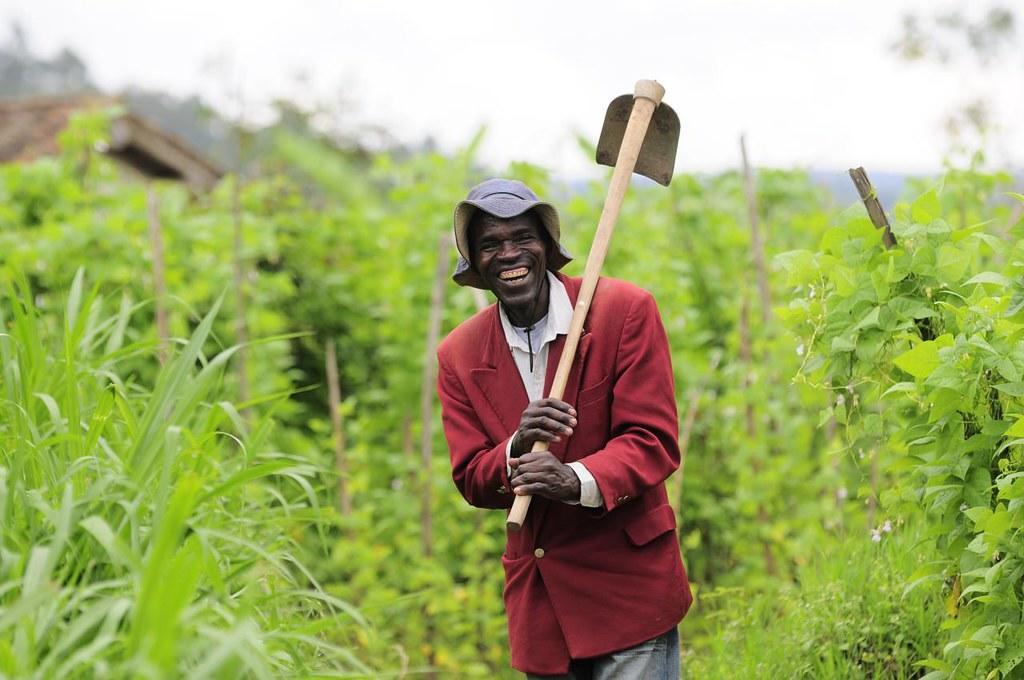 Projects and Flagship Initiatives in Rwanda - Alliance Bioversity International - CIAT - Image 2