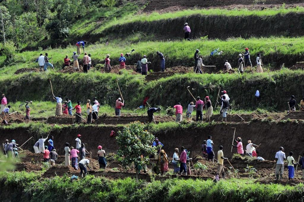 Projects and Flagship Initiatives in Rwanda - Alliance Bioversity International - CIAT - Image 5