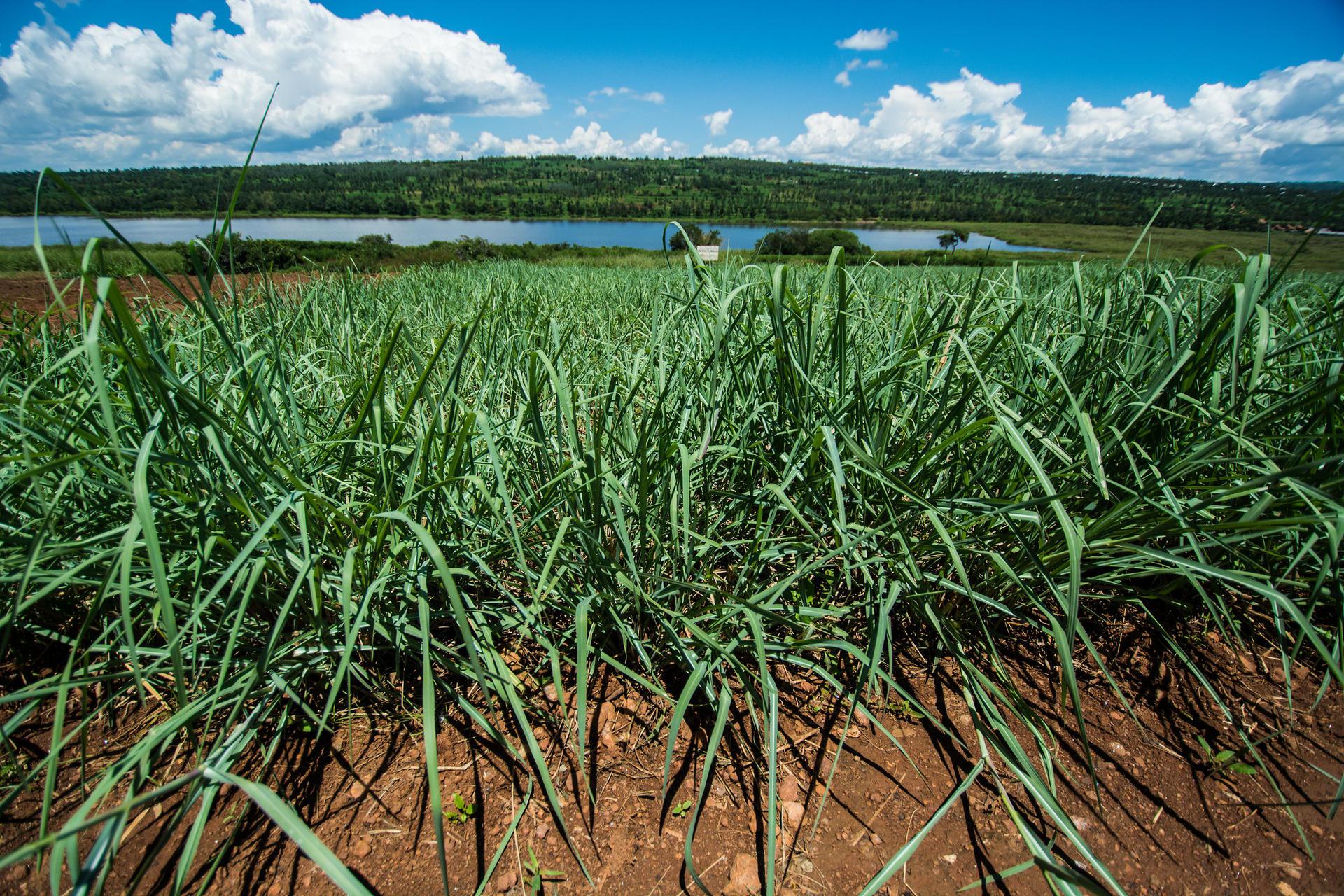 Projects and Flagship Initiatives in Rwanda - Alliance Bioversity International - CIAT - Image 7