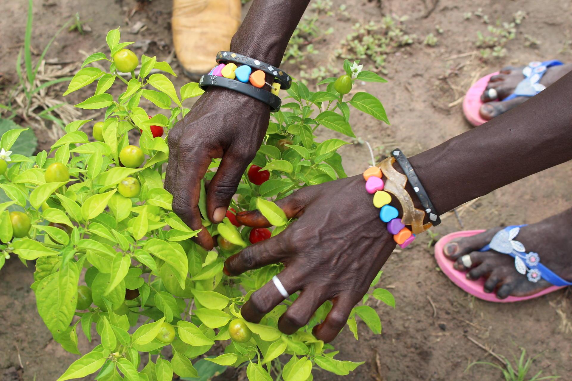 Projects and Flagship Initiatives in Senegal - Alliance Bioversity International - CIAT - Image 7