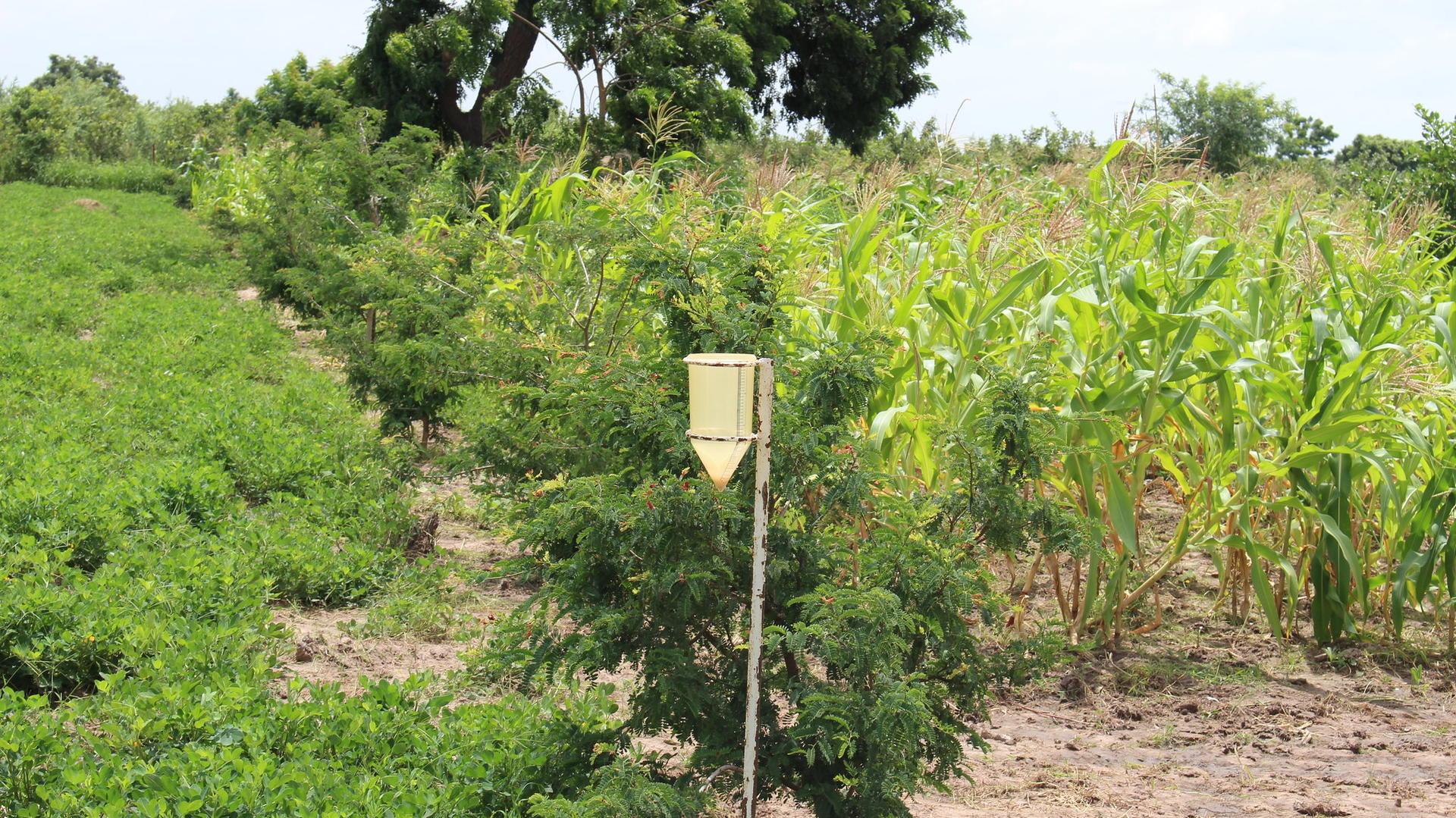 Projects and Flagship Initiatives in Senegal - Alliance of Bioversity International - CIAT