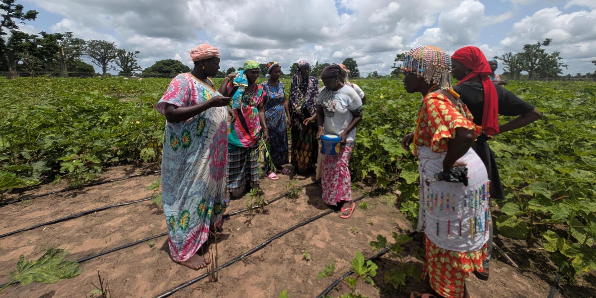 Projects and Flagship Initiatives in Senegal - Image 1