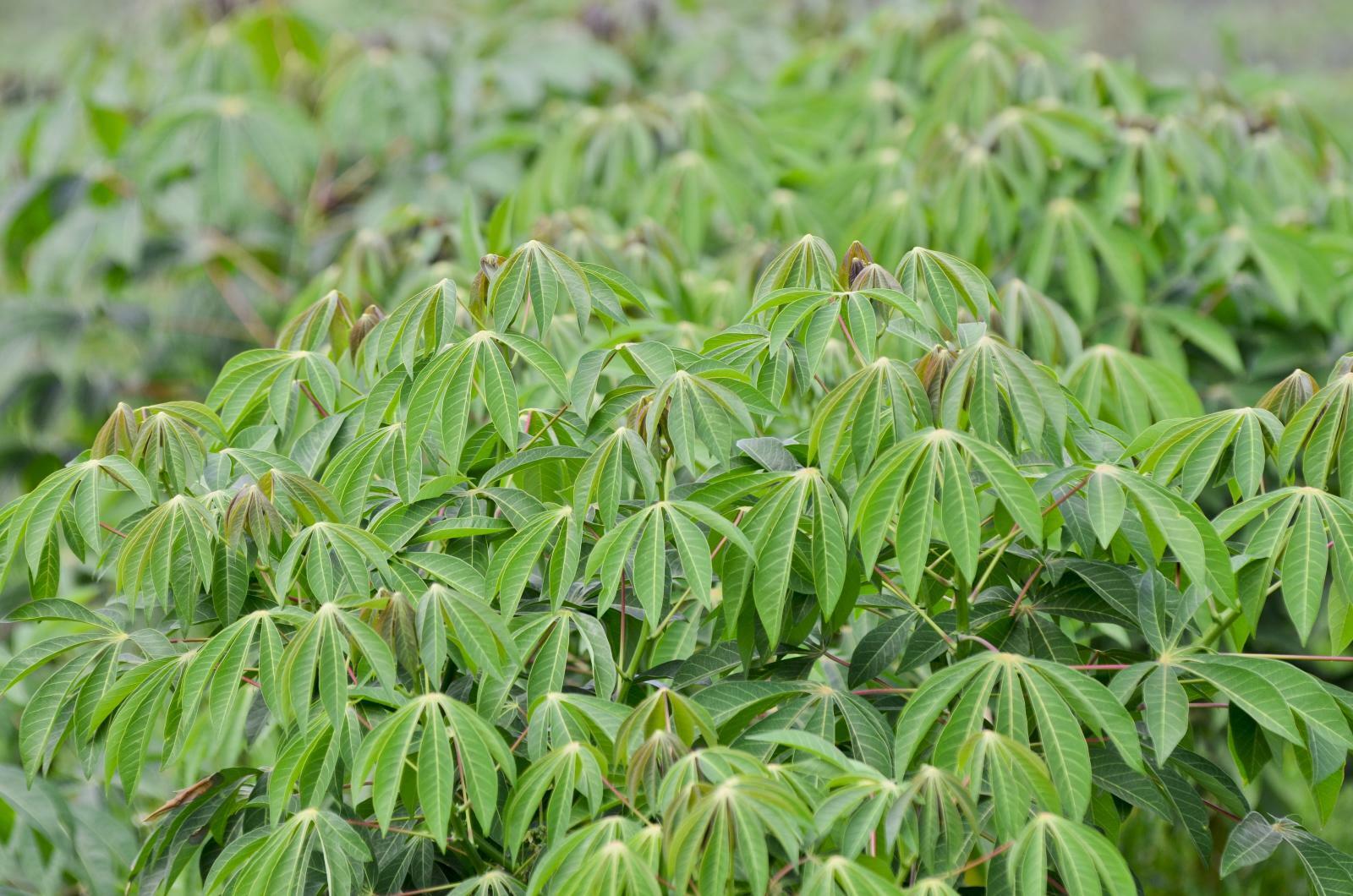 Projects and Flagship Initiatives in the Democratic Republic of the Congo - Alliance Bioversity International - CIAT - Image 1