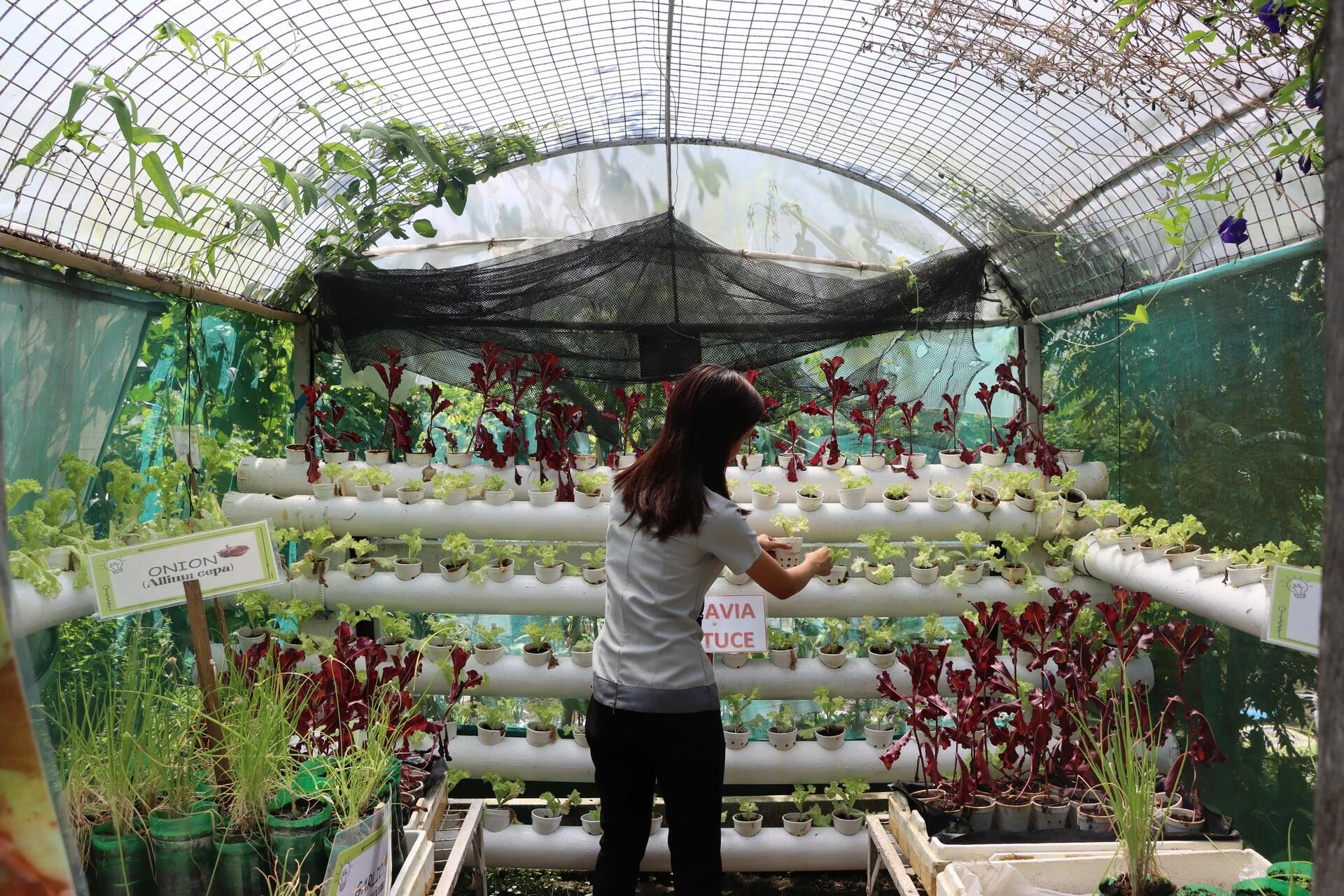 Projects and Flagship Initiatives in the Philippines - Alliance Bioversity International - CIAT - Image 7