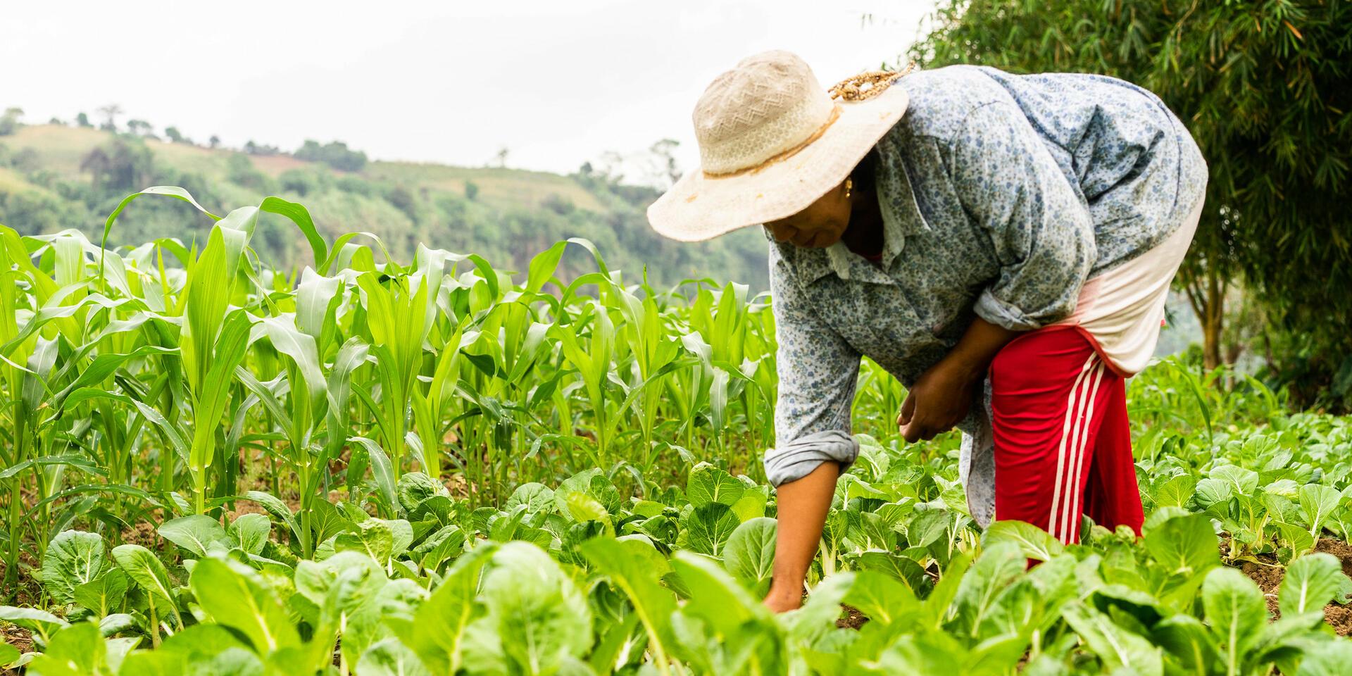 Projects and Flagship Initiatives in the Philippines - Alliance Bioversity International - CIAT - Image 8