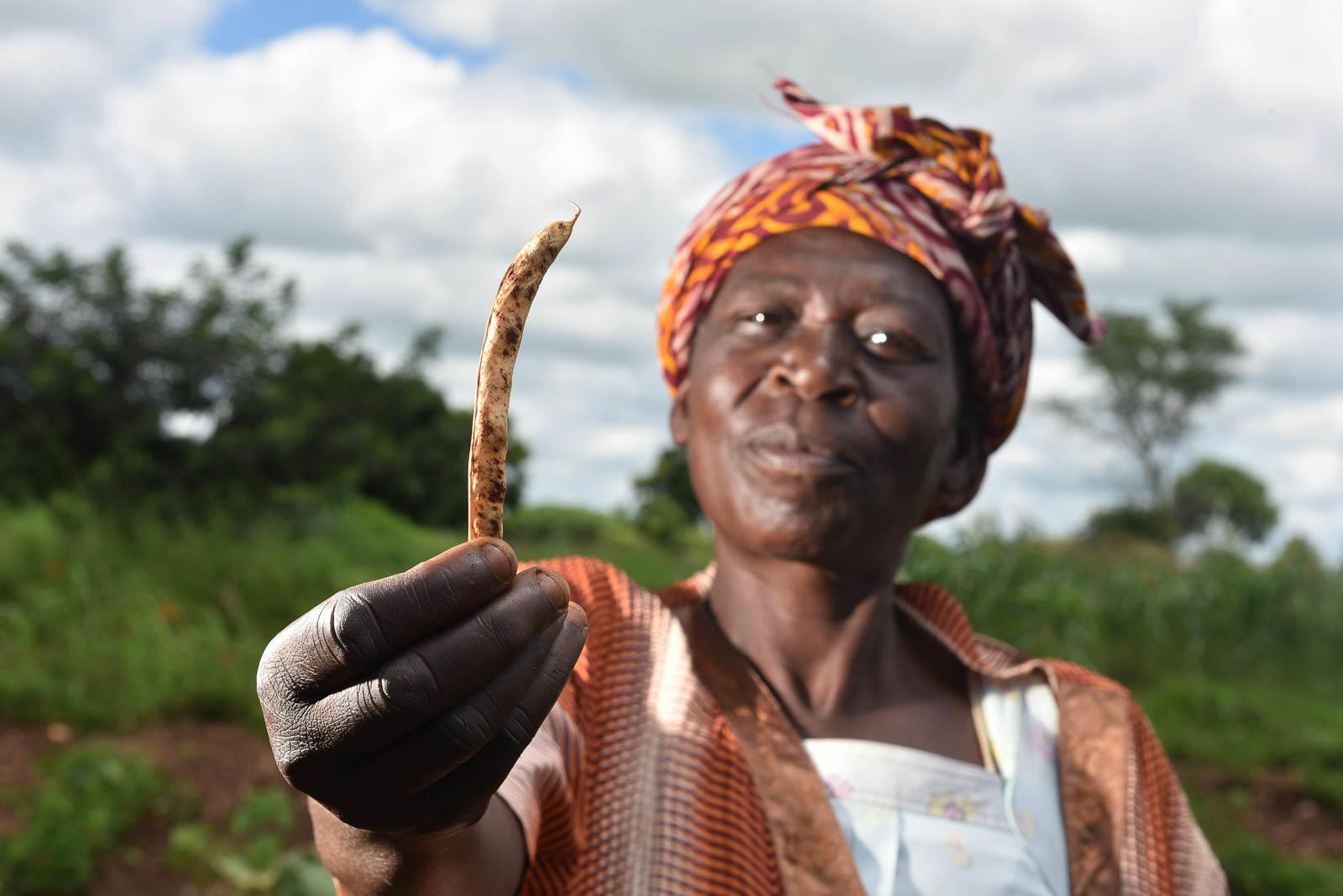 Projects and Flagship Initiatives in Zimbabwe - Image 4