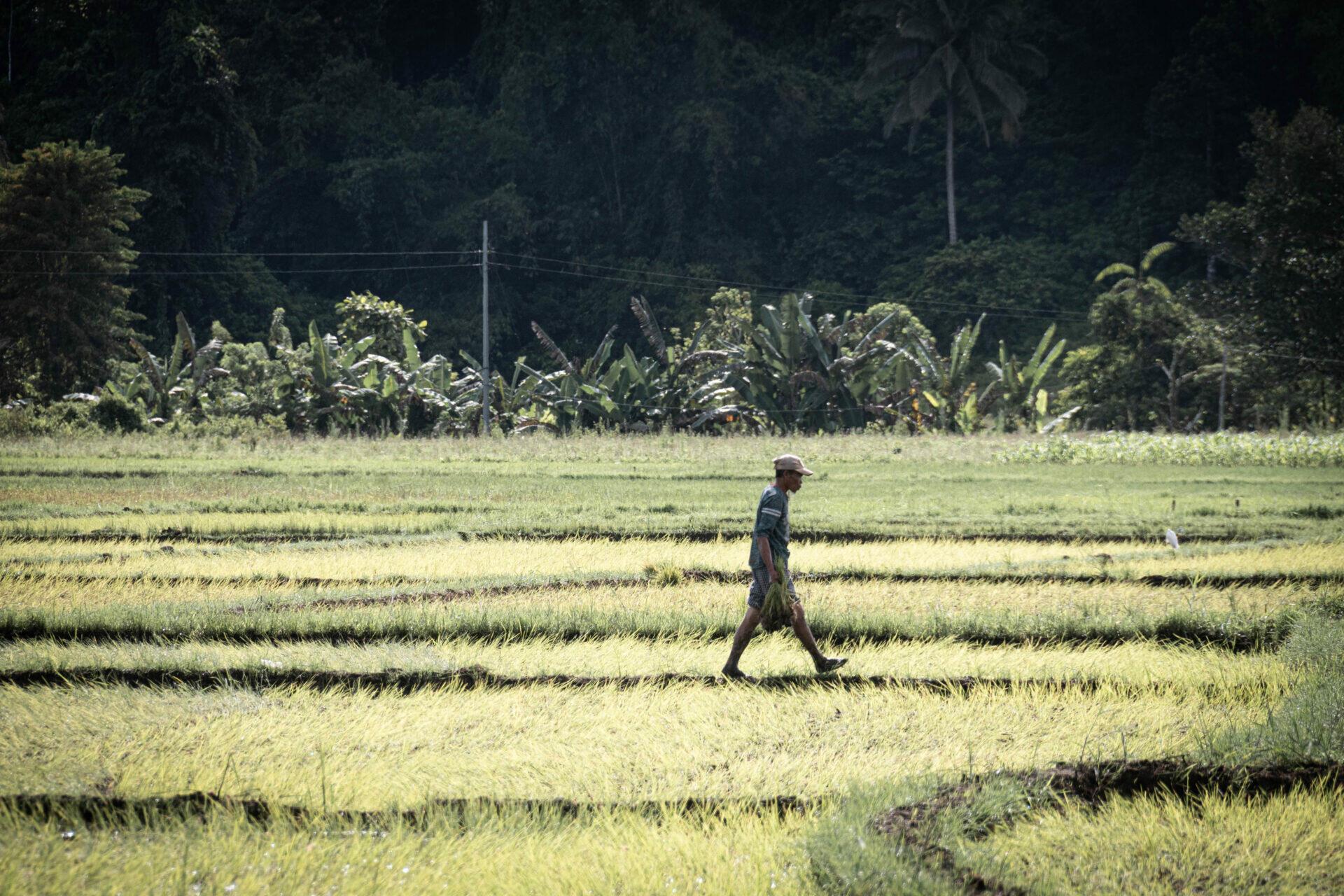 Promoting peace and climate resilience in a post-conflict region of the Philippines - Image 4